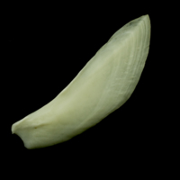 photo of Common carp subopercular lateral view