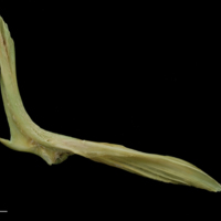 photo of John dory cleithrum medial view