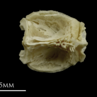 photo of Grayling basioccipital dorsal view