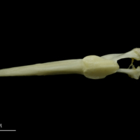 photo of Grey Triggerfish for assessment dorsal view