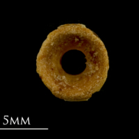 photo of Spurdog precaudal vertebra anterior view