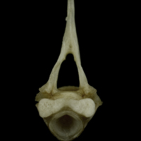 photo of Common pandora first vertebra anterior view