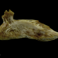 photo of European conger for assessment medial view