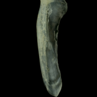 photo of Red mullet supracleithrum lateral view