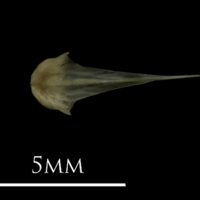 photo of Eelpout vomer dorsal view