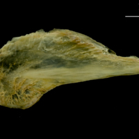 photo of Saithe subopercular medial view