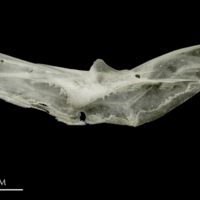 photo of Sandsmelt preopercular medial view