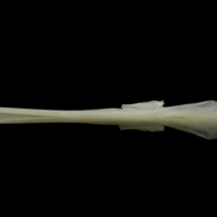 photo of Zander parasphenoid ventral view