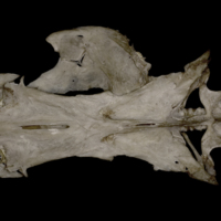 photo of Wels catfish parasphenoid basioccipital vomer complex dorsal view