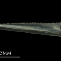 photo of European anchovy dentary lateral view