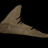 photo of Sturgeon ultimate vertebra lateral view