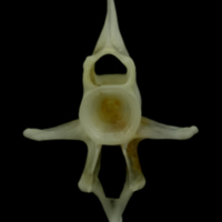photo of Mediterranean moray caudal vertebra anterior view