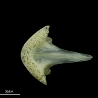 photo of Bullrout vomer ventral view