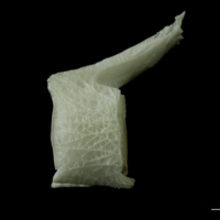 photo of Angler fish caudal vertebra lateral view