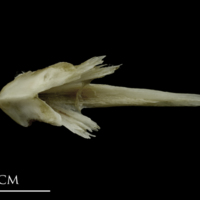 photo of Brill vomer dorsal view