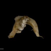 photo of Tench pharyngeal dorsal view