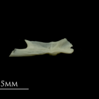 photo of Dragonet for assessment medial view