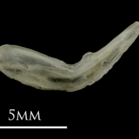 photo of Eelpout preopercular lateral view