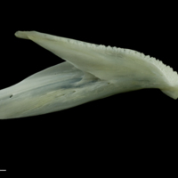 photo of European seabass dentary medial view