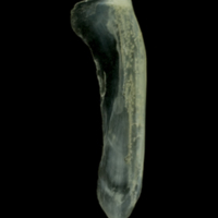 photo of Red mullet supracleithrum medial view