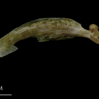 photo of Spanish mackerel maxilla medial view