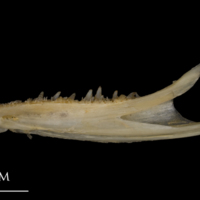 photo of Shore rockling dentary lateral view