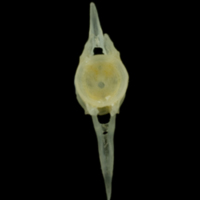 photo of Red mullet caudal vertebra anterior view