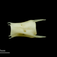 photo of Scad caudal vertebra lateral view