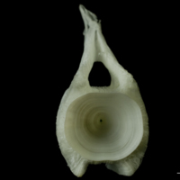 photo of Angler fish caudal vertebra anterior view