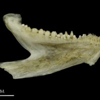 photo of Common pandora dentary medial view