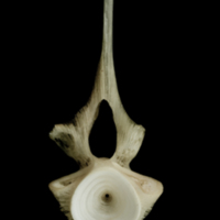 photo of Atlantic halibut precaudal vertebra posterior view