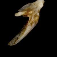 photo of Sea scorpion posttemporal lateral view