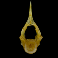 photo of Grey gurnard precaudal vertebra anterior view