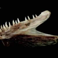 photo of Atlantic halibut dentary lateral view