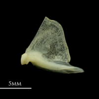 photo of Red mullet quadrate lateral view