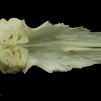 photo of Common carp parasphenoid dorsal view