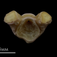 photo of Tub gurnard first vertebra anterior view