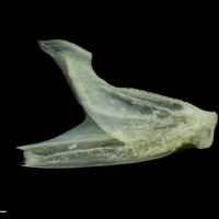 photo of Scad dentary medial view