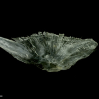 photo of Common sole for assessment lateral view