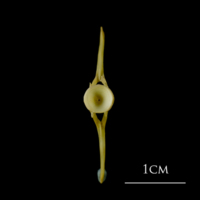 photo of Atlantic cod ultimate vertebra anterior view