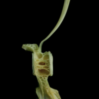 photo of John dory caudal vertebra lateral view