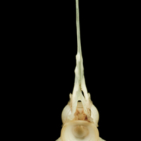 photo of Garfish precaudal vertebra anterior view