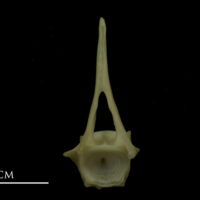 photo of Bib precaudal vertebra anterior view