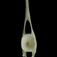 photo of Burbot precaudal vertebra anterior view