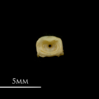 photo of Vendace first vertebra anterior view