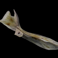 photo of Tub gurnard cleithrum medial view