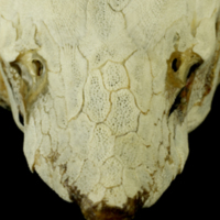 photo of Sturgeon skull anterior view