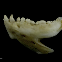 photo of Couch's seabream dentary lateral view