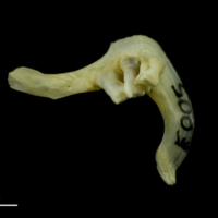 photo of Tench pharyngeal dorsal view
