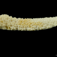 photo of Northern pike palatine ventral view